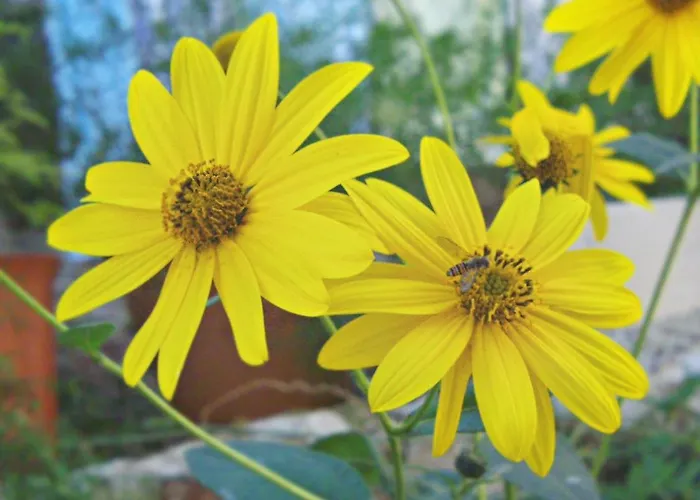 By The Sea Pucisca, Brac - 770 Apartmán